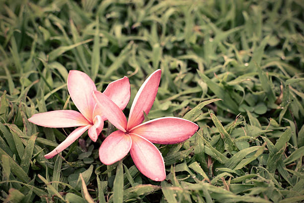 istock Pink Plumeria flower on green grass 487450860