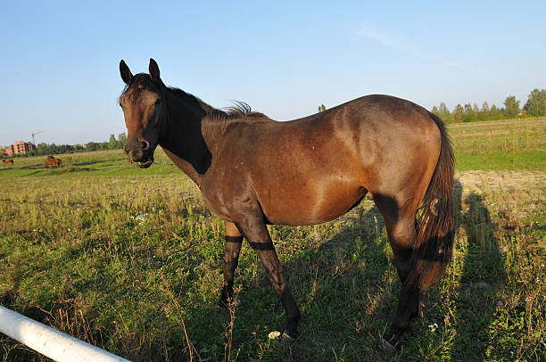 istock Horse portrait in green field 487451016