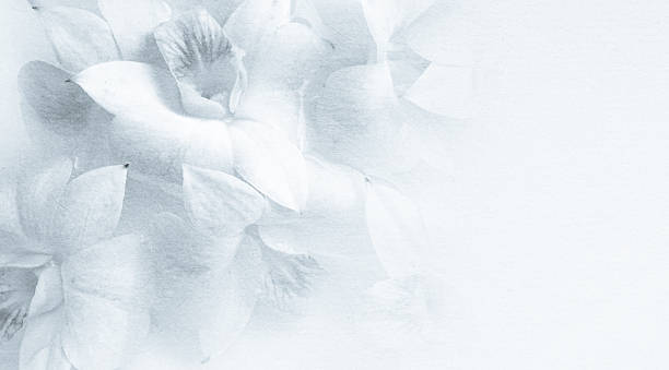 istock sweet orchids on mulberry paper texture for background 487451336