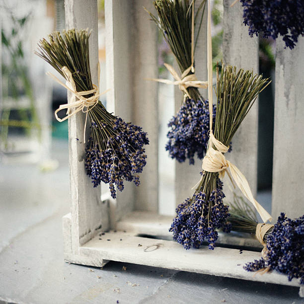 작은가 bunches of 클린싱 매달기. - lavender dried plant lavender coloured bunch 뉴스 사진 이미지