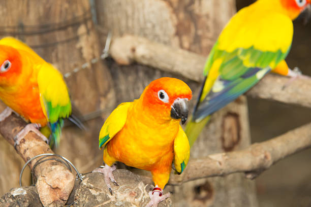 istock Sunconure is standing on the branch 487451474