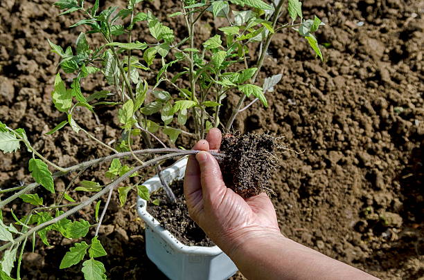 manos sosteniendo seedlings - tomato human hand biologic field fotografías e imágenes de stock