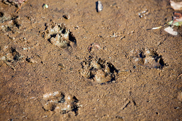 istock Dog paw prints in the sand 487452162