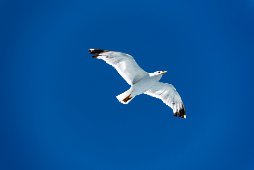 White seagull is flying in blue sky.