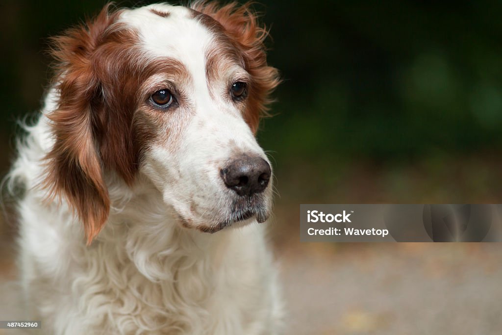 Beautiful dog Beautiful Irish red and white setter looking Red Stock Photo