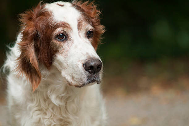 Beautiful dog Beautiful Irish red and white setter looking irish setter stock pictures, royalty-free photos & images