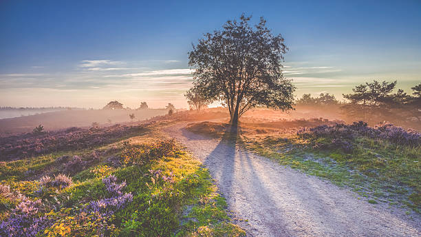 美しい日の出は、オランダの風景に花のヘザーリブ - ヘルデルラント州 ストックフォトと画像