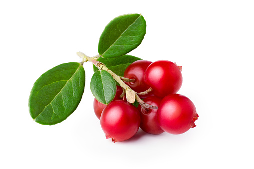 Wild cowberry (foxberry, lingonberry) with its leaves. Studio shot, large depth of field,retouched