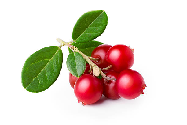 Foxberry Wild cowberry (foxberry, lingonberry) with its leaves. Studio shot, large depth of field,retouched lingonberry stock pictures, royalty-free photos & images