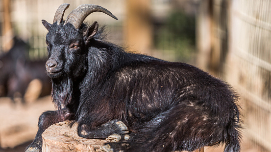 Black goat lying on stone.