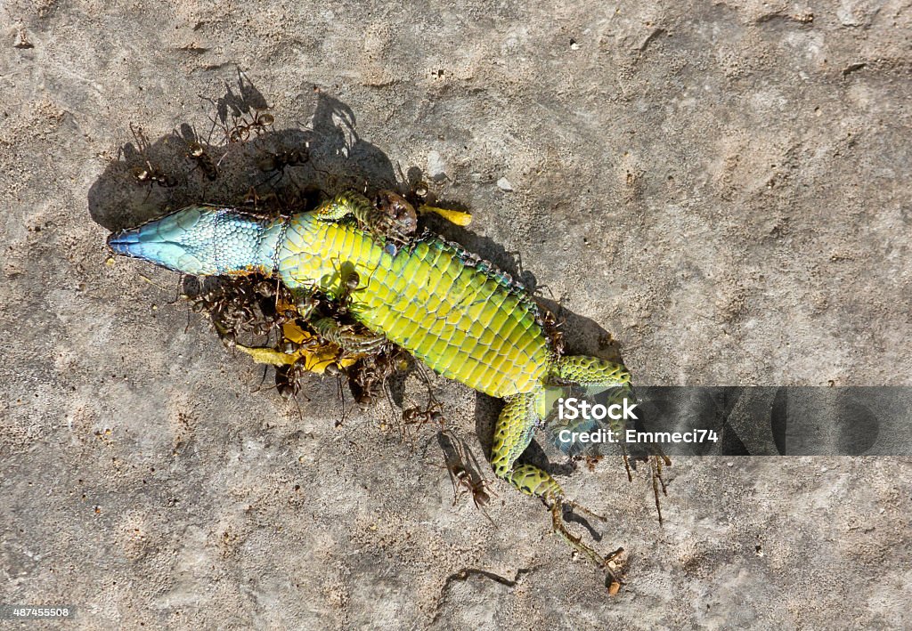 Dead Reptile Eaten By Ants Dead reptile surrounded and eaten by ants 2015 Stock Photo