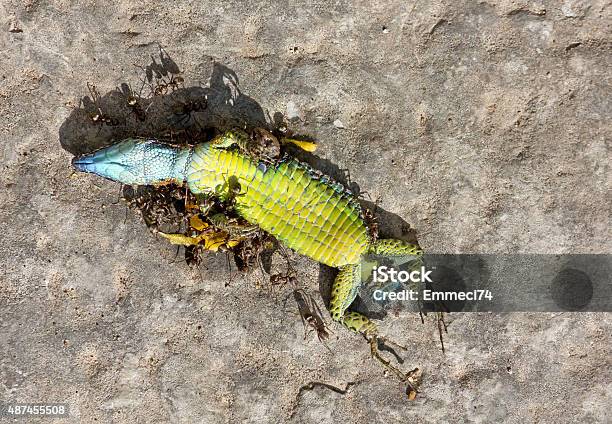Dead Reptile Eaten By Ants Stock Photo - Download Image Now - 2015, Animal, Animal Abdomen