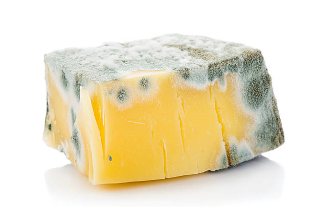 mouldy cheddar-käse - verfault stock-fotos und bilder