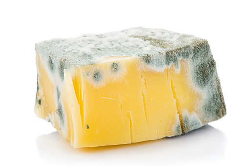 Piece of inedible mouldy cheese isolated on white background.  