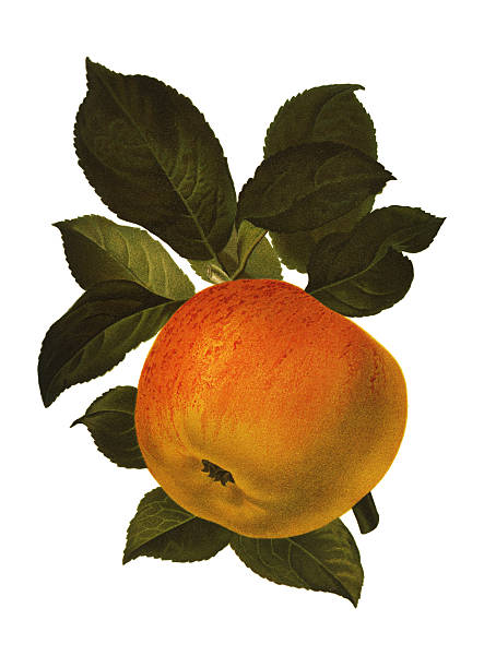 illustrazioni stock, clip art, cartoni animati e icone di tendenza di apple - mela illustrazioni