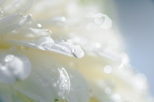 details and macro shots of a bouquet of flowers. The freshness of water droplets and white flowers in the sunlight giving a summery feel