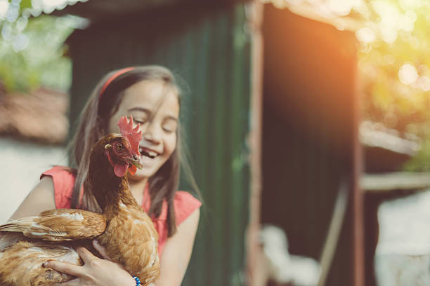 Little girl in the coop Laughing girl hoolding a hen chicken coop stock pictures, royalty-free photos & images