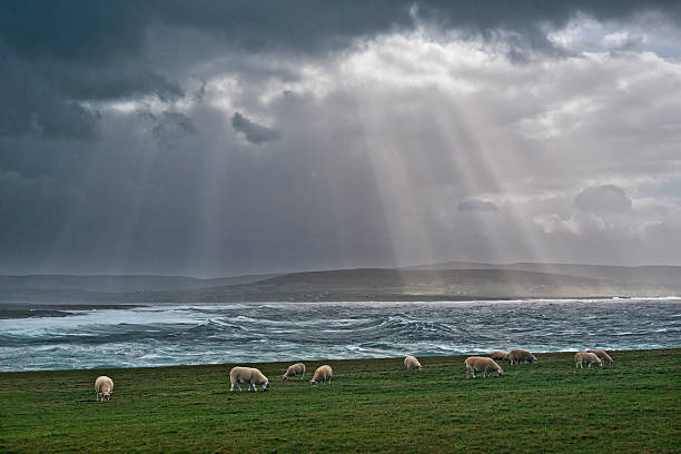 Sheep grazing by Atlantic Ocean, Storm overhead stock photo