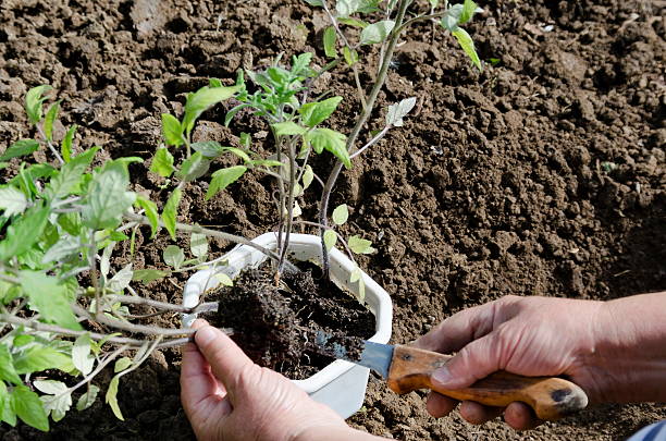 органическое земледелие ярко in green house». руки unroot - tomato human hand biologic field стоковые фото и изображения