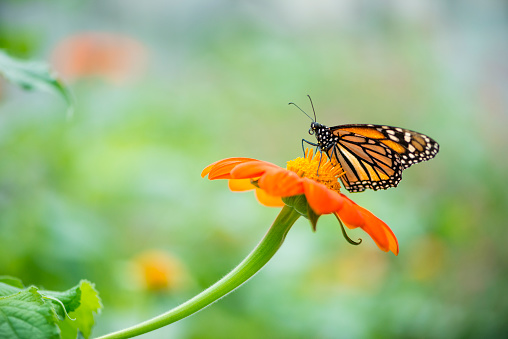 Monarch butterfly (Danaus plexippus) resting on a large green tropical leaf.  Out of focus area for copy.