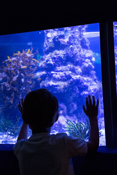 istock Young man touching a fish-tank behind the camera 487463274