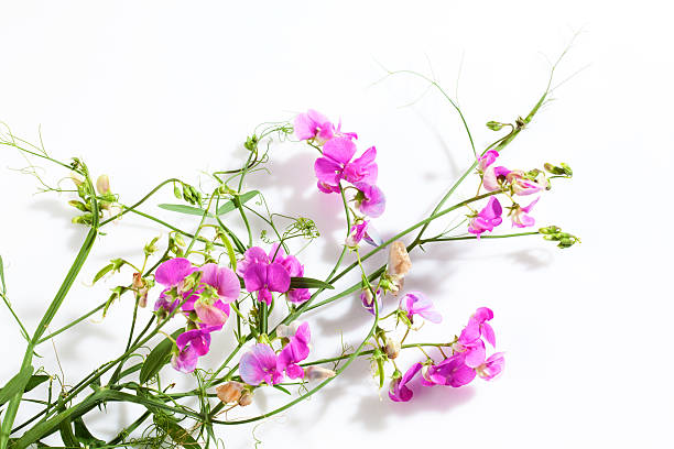 istock Vetches, Vicia, white background 487463504