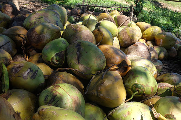 istock Pile of coconuts under a coconut palm tree 487463517