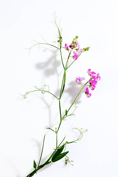 istock Vetches, Vicia, white background 487463600