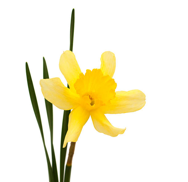 бледно-желтый нарцисс - cyclamen daffodit стоковые фото и изображения