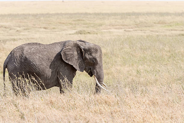 istock African Elephant in Serengeti National Park 487463740