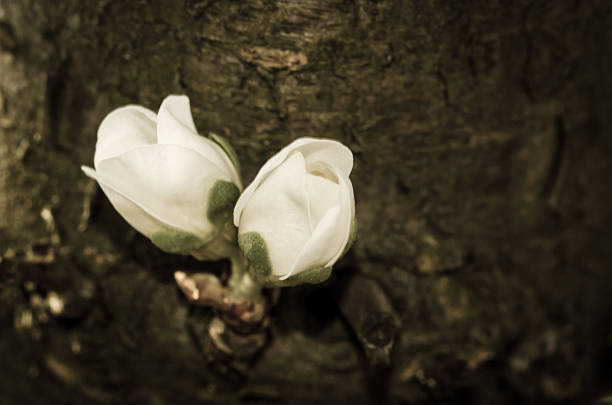 two white buds on wooden tree background sepia effect