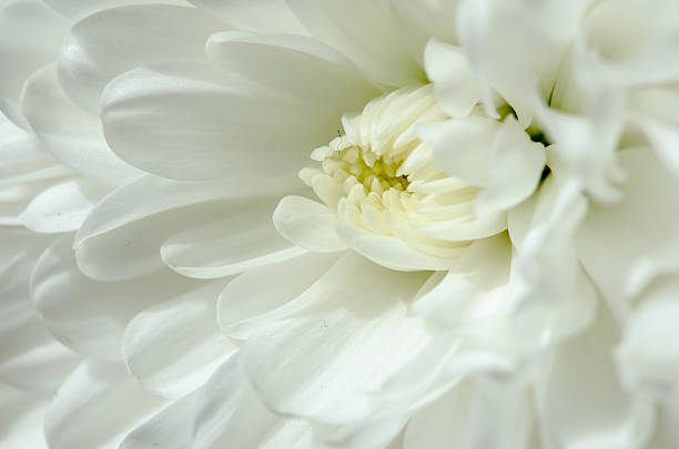 istock white chrysanthemum detail 487463829