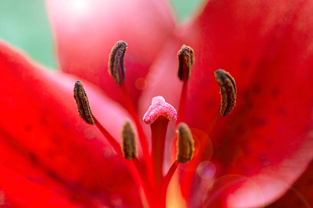 istock flower Crimson  covered in raindrops 487463967