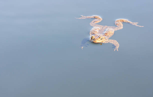 istock Big brown frog swim in water 487464973