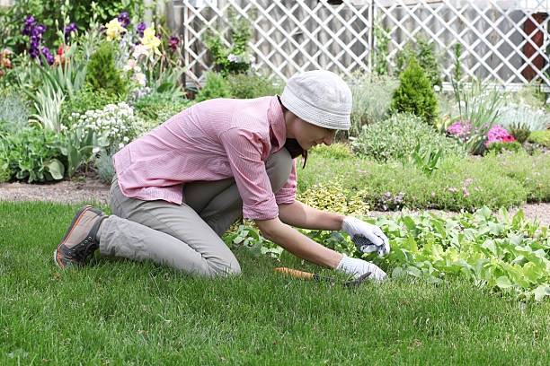 istock Young woman with hoe working in the garden bed 487465183