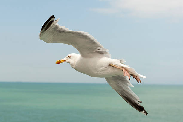 istock following a seagull who is flying next to me 487465540