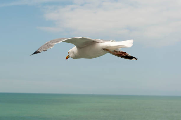 following a seagull who is flying next to me