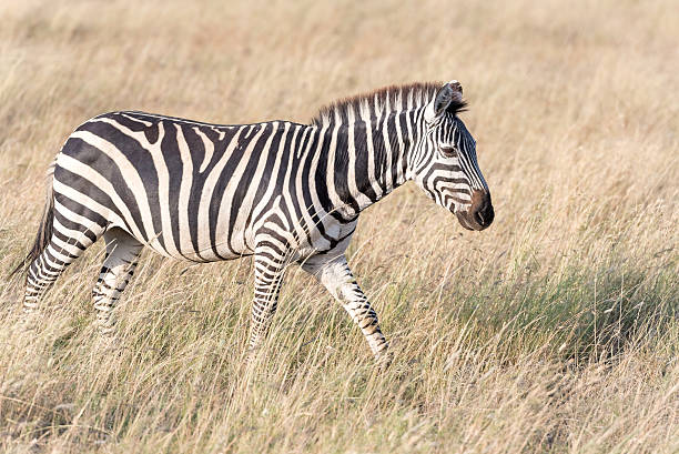 istock Zebra in Serengeti National Park 487465580