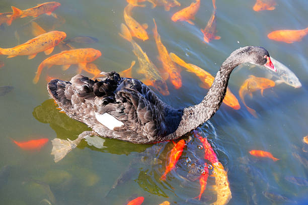 istock Swan and fishes 487465630