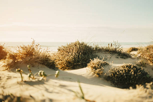 サンセットオンザビーチ - south africa coastline sea wave ストックフォトと画像