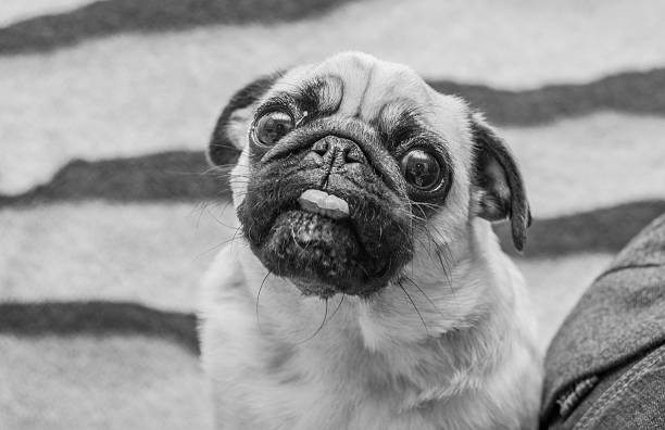 istock mops portrait, black and white photography 487466151