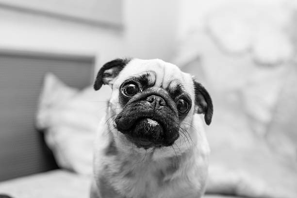 istock mops portrait, black and white photography 487466187