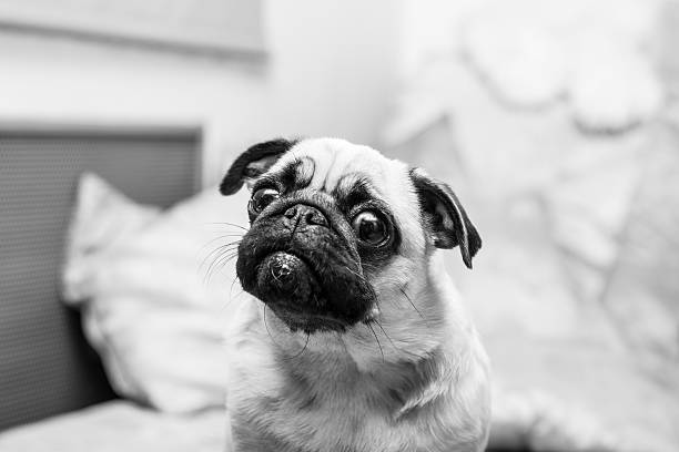 istock mops portrait, black and white photography 487466207