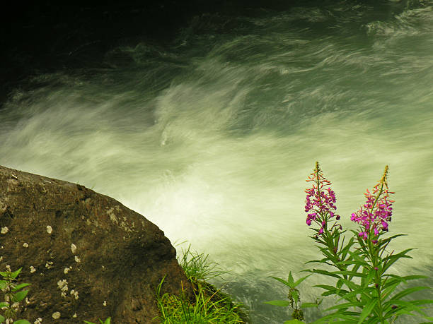 istock River flows past rock and flowers into Dolomiti mountains 487466767