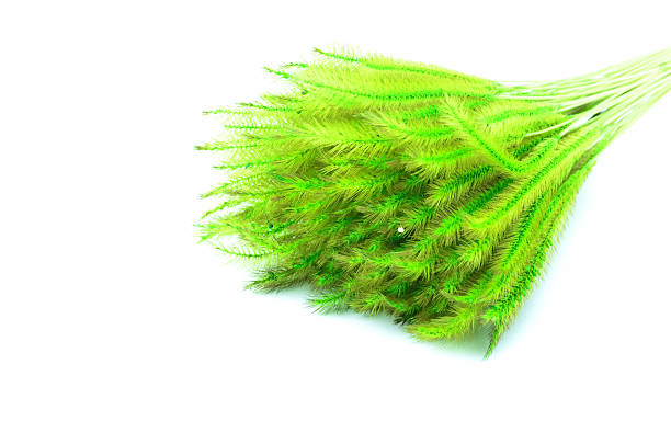 istock Feather Grass or Nassella tenuissima isolated on white 487467479