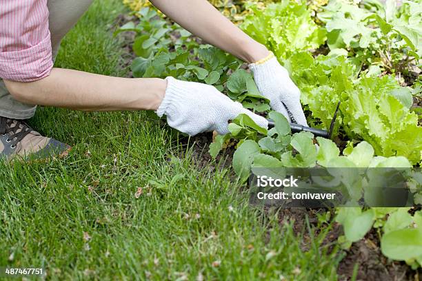 Young Woman With Hoe Working In The Garden Bed Stock Photo - Download Image Now - Activity, Adult, Adults Only