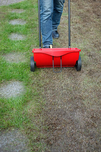 Saw grass Close up of a man sows grass in his garden kultivieren stock pictures, royalty-free photos & images