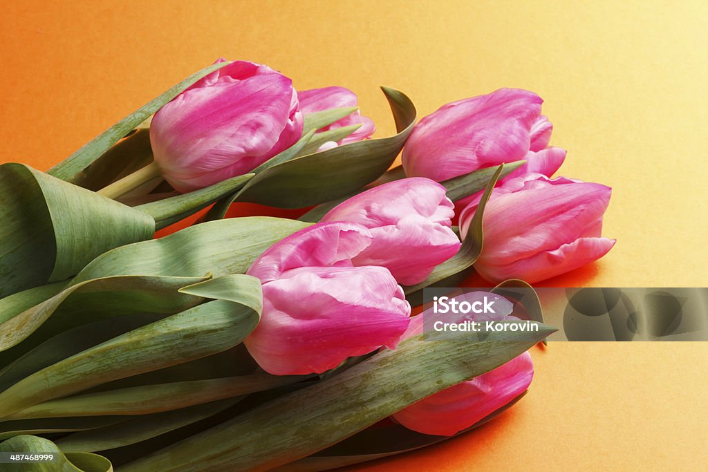Тюльпан на оранжевом фоне - Стоковые фото Без людей роялти-фри