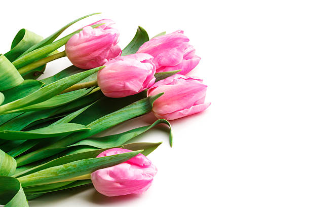 istock fresh pink tulips on white background 487469003