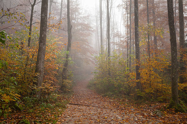 istock Germany, Berchtesgadener Land, autumn forest, fog 487469040